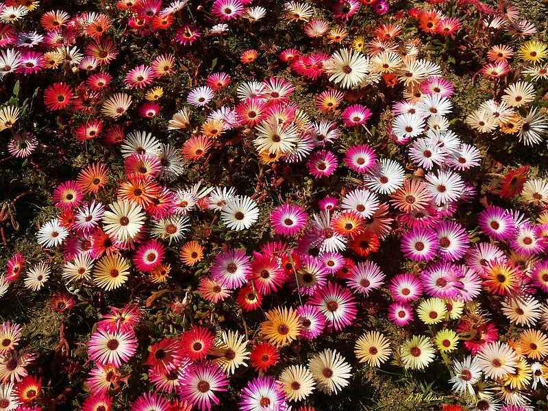 Daisy Darlings 2.jpg :: To order a Limited Edition print of this photo, contact DurstArt@aol.com