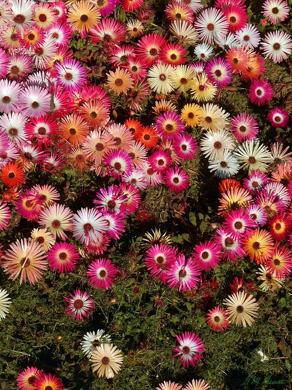 Daisy Darlings 4.jpg :: To order a Limited Edition print of this photo, contact DurstArt@aol.com