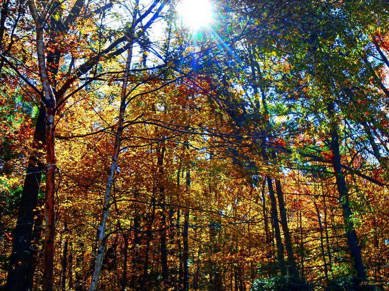 Guiding Light.jpg :: To order Limited Editions, contact DurstArt@aol.com