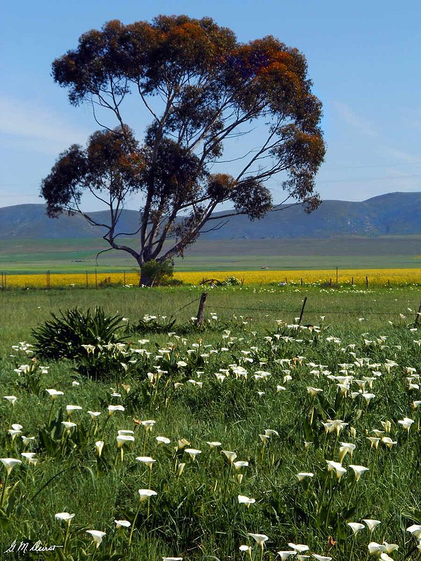 Lone Tree in the Calla Fields.jpg :: To order a Limited Edition print of this photo, contact DurstArt@aol.com
