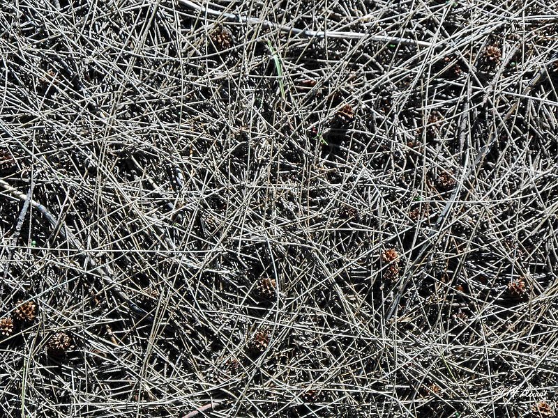 Pine Needles.jpg :: To order a Limited Edition print of this photo, contact DurstArt@aol.com