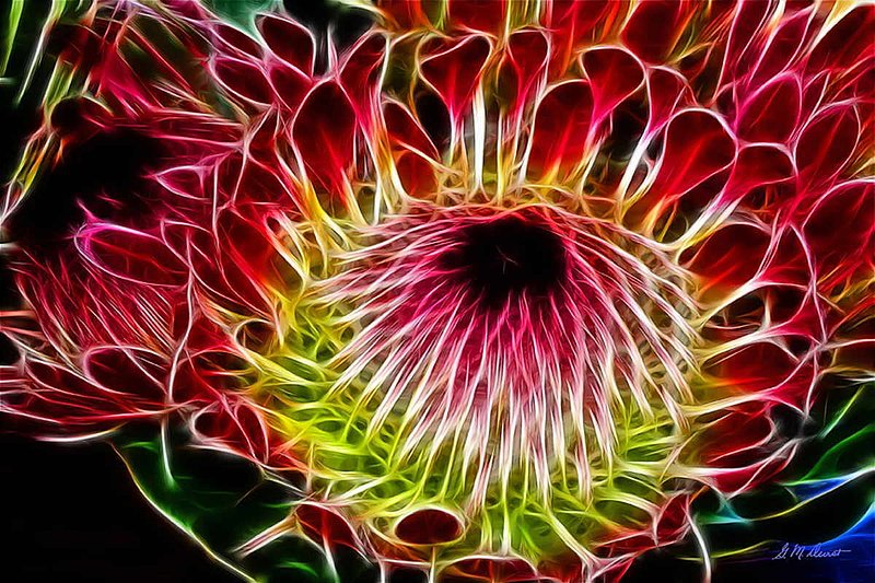 Protea Majesty.jpg :: To acquire a Limited Edition, please contact DurstArt@aol.com