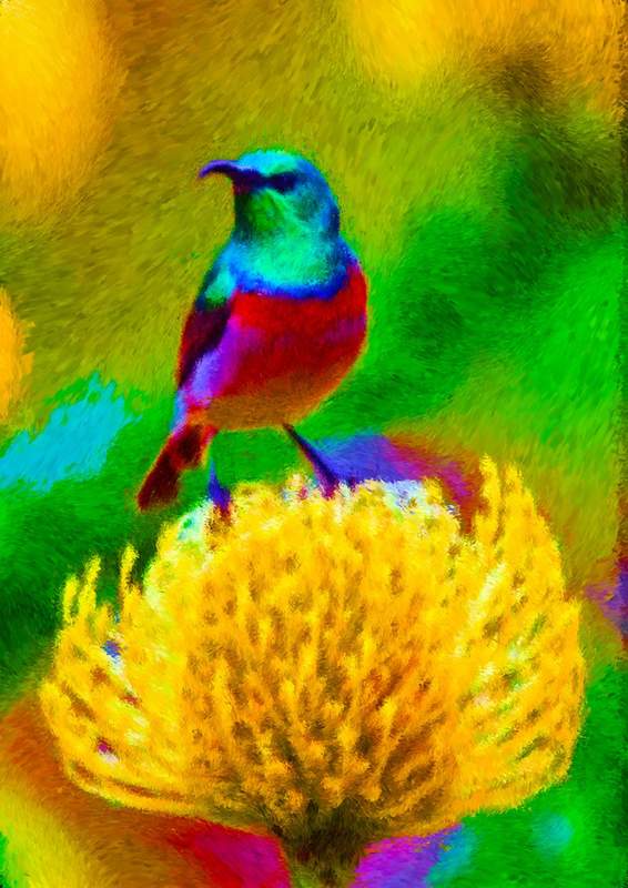 Bird on Protea.jpg :: To order the original artwork or a Master Edition, contact DurstArt@aol.com