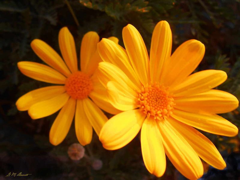 Brighten Your Day.jpg :: To order a Limited Edition, please contact DurstArt@aol.com
