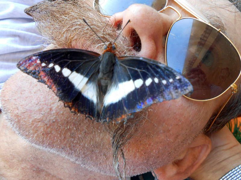 Butterfly Kisses 3.jpg :: To order a Limited Edition print, contact DurstArt@aol.com