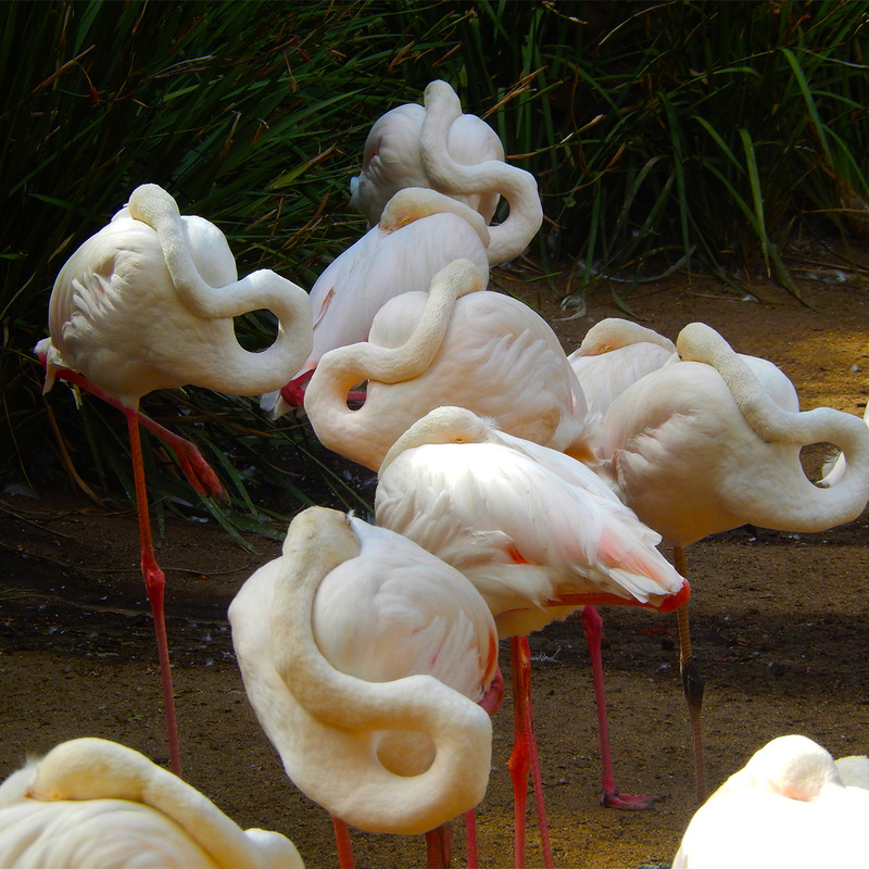Flamingo Yoga Class.jpg :: To order, contact DurstArt@aol.com