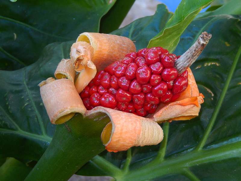 Juicy Fruit.jpg :: To order, contact DurstArt@aol.com