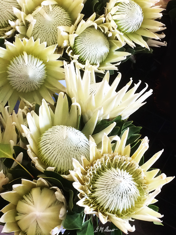 Kings in White Satin.jpg :: To order a fine art print, contact DurstArt@aol.com