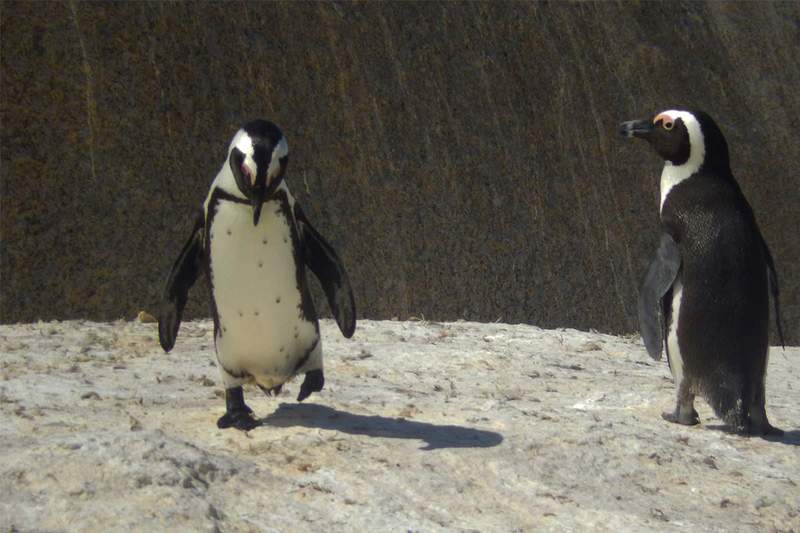 Look I Can Dance.jpg :: To order, contact DurstArt@aol.com