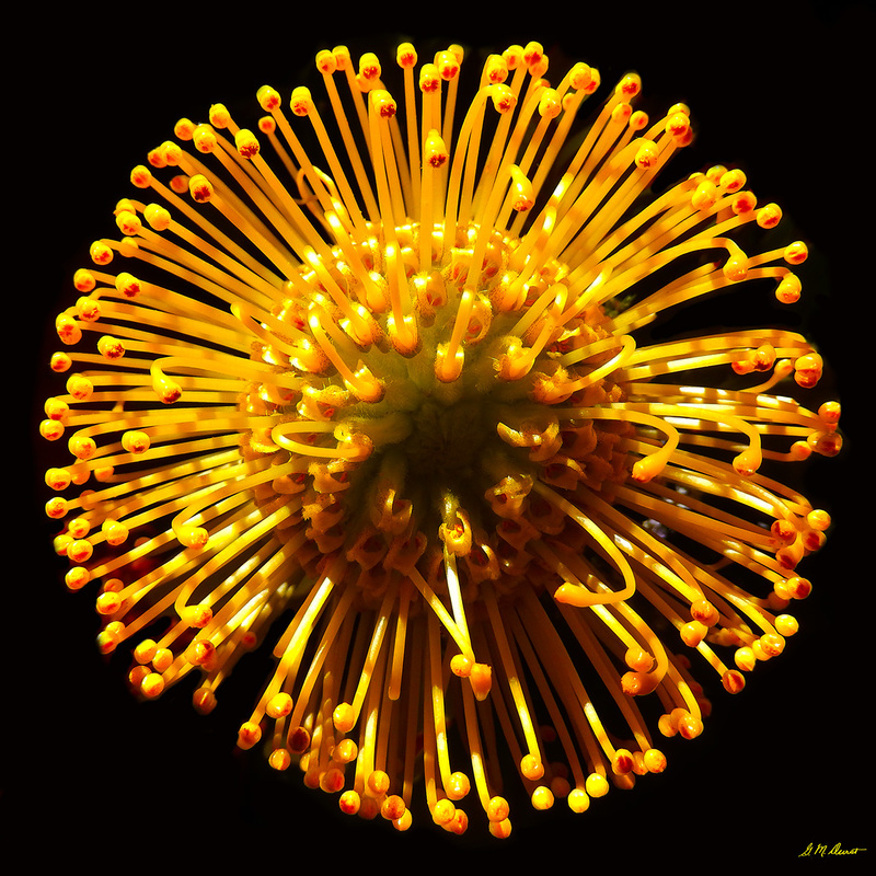 Protea Star Burst.jpg :: To order prints of this work, contact DurstArt@aol.com