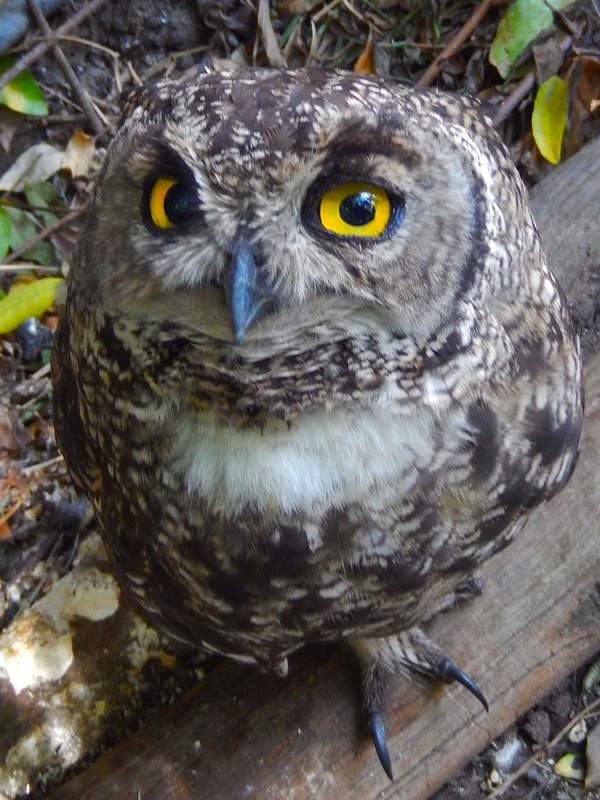 Who Gives a Hoot.jpg :: To order, contact DurstArt@aol.com