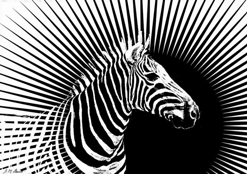 Zebra Dawn.jpg :: To acquire a Master or Limited Edition, contact DurstArt@aol.com