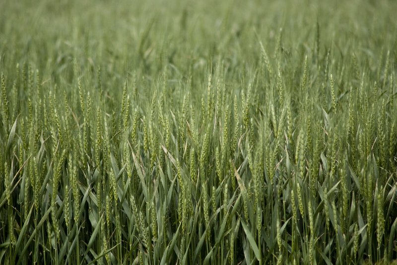 123rf green wheat 2-8-09-12.jpg :: Green Wheat