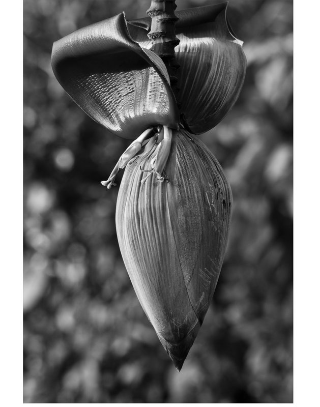 BW Bananna 11x14.jpg :: Banana Bloom 
