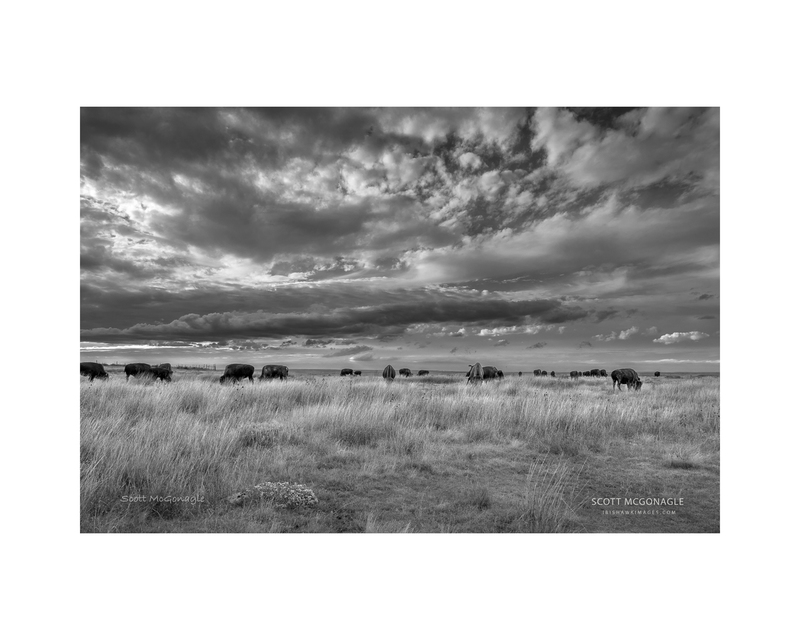 Buffalo Hurd BW.jpg