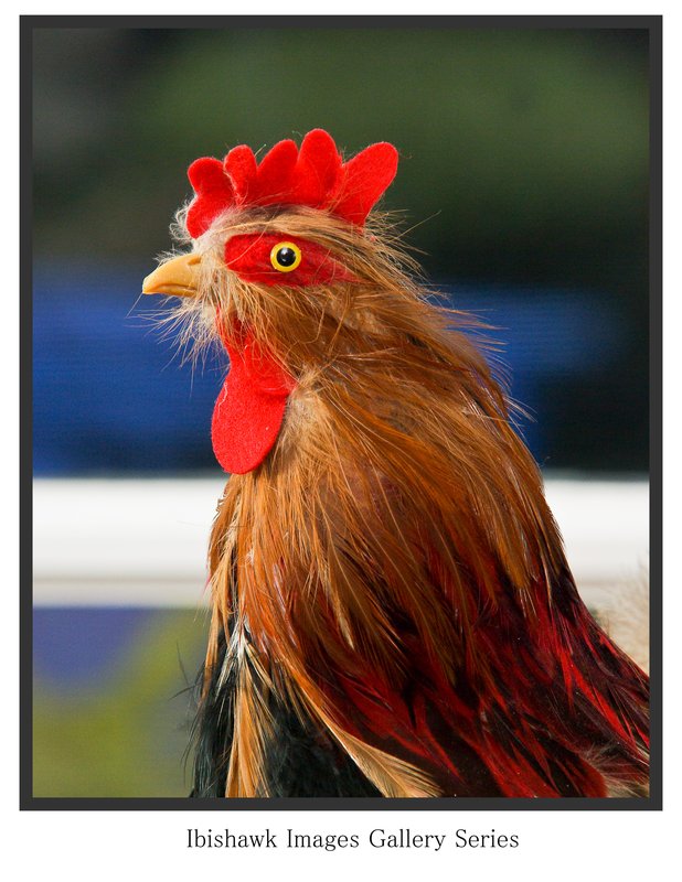 Chicken1.jpg