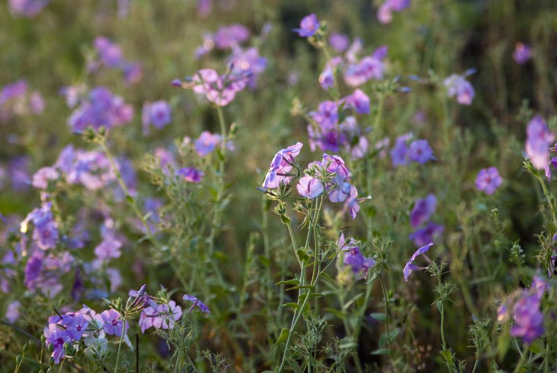 Field of pink road flowers-22.jpg :: Pink Field Flowers