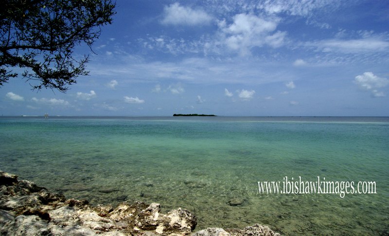 Florida Keys Ocean with tree.jpg :: Florida Keys Islamorada
