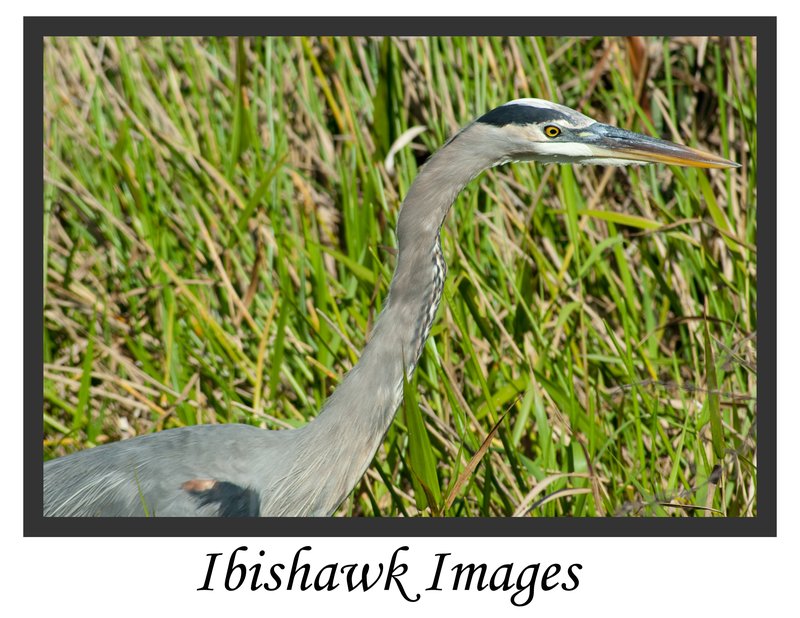 Great Blue Heron1.jpg :: Great Blue Heron