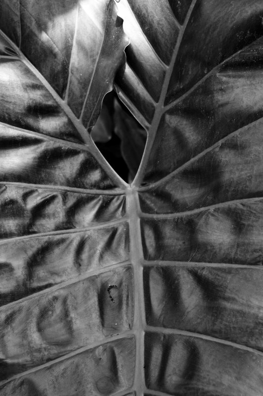 Leaf B.W-1281.jpg :: Leaf B&W
