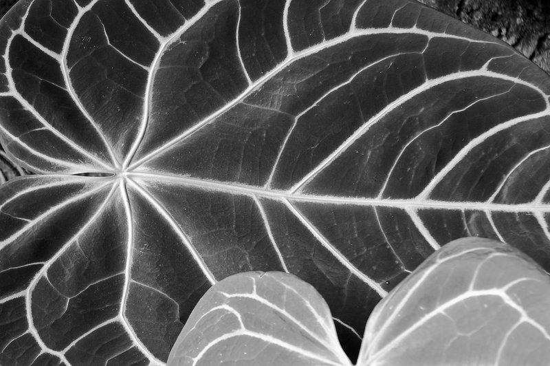 Leaf with veins B.W-179.jpg :: Leaf with Veins