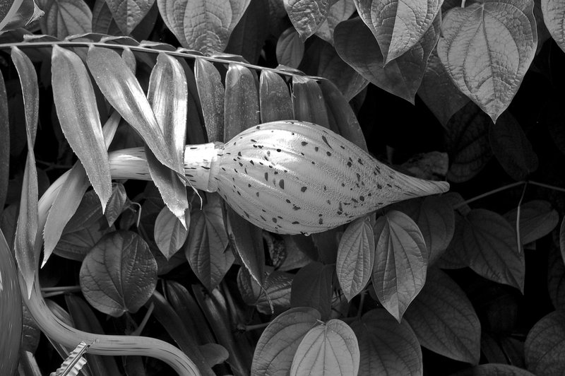 Leafs with glass B.W-1461.jpg :: Leaf with Glass