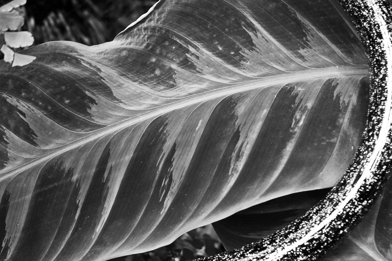 Leafs with snake glass B.W-177.jpg :: Leaf with Glass Snake