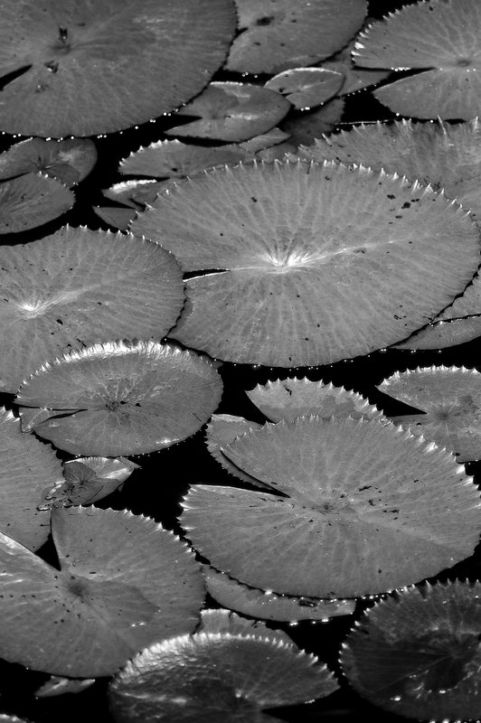 Lilly pad  B.W-2981.jpg :: Lilly Pad
