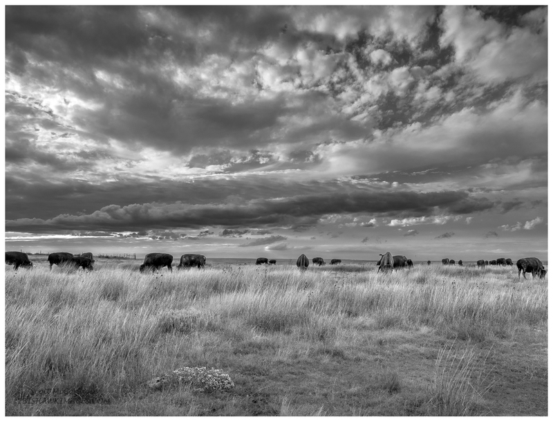 Megs buffalo pano.jpg