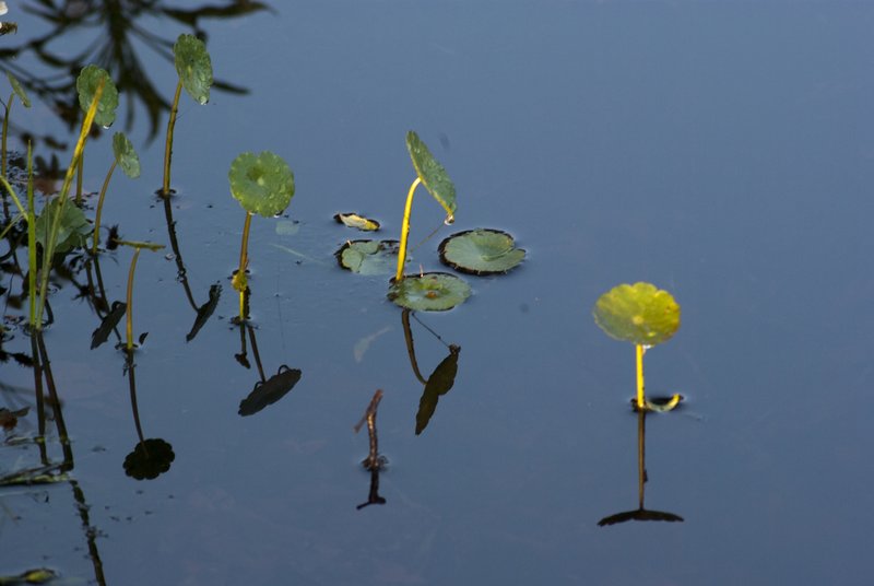 Small Water Lilly-64.jpg :: Small Lilly 