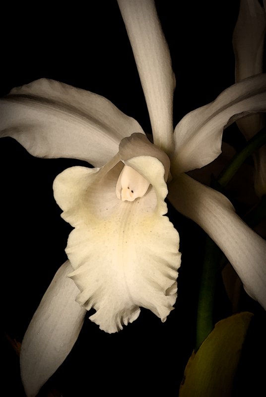 White Catalaya Orchid-water color.jpg