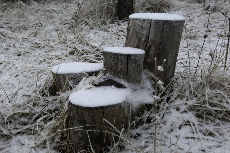 Wichita Nature Center 1-27-09-126-Edit-Edit.jpg :: Frozen Stumps