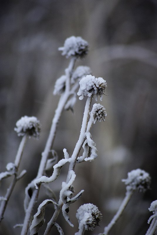 Wichita Nature Center 1-27-09-34-Edit.jpg :: Frozen