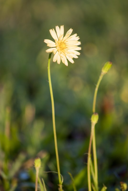 Yellow Flower-77.jpg :: Yellow Flowers