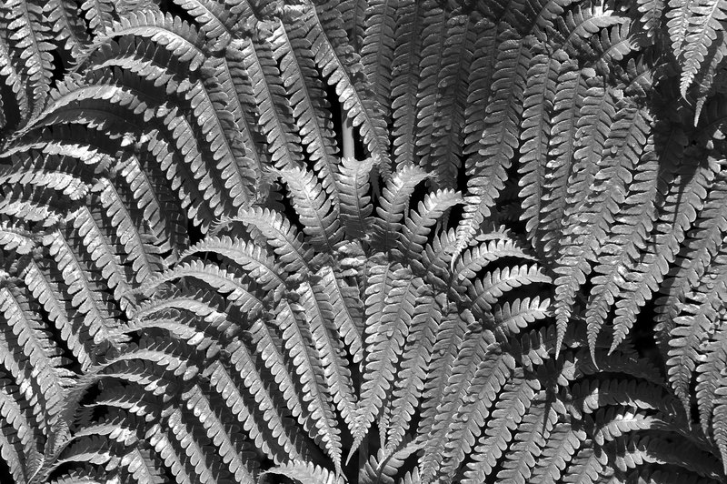 large fern  B.W-214.jpg :: Large Fern B&W
