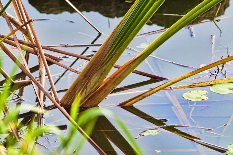 _IGP2348-Edit.jpg :: Everglades National Park 6-12-11