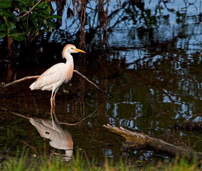 _IGP2396-Edit.jpg :: Everglades National Park 6-12-11