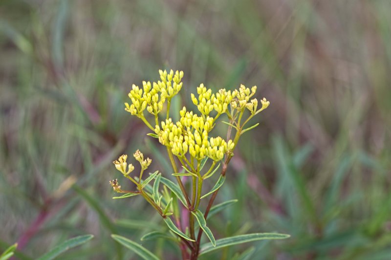 _IGP2410-Edit.jpg :: Everglades National Park 6-12-11