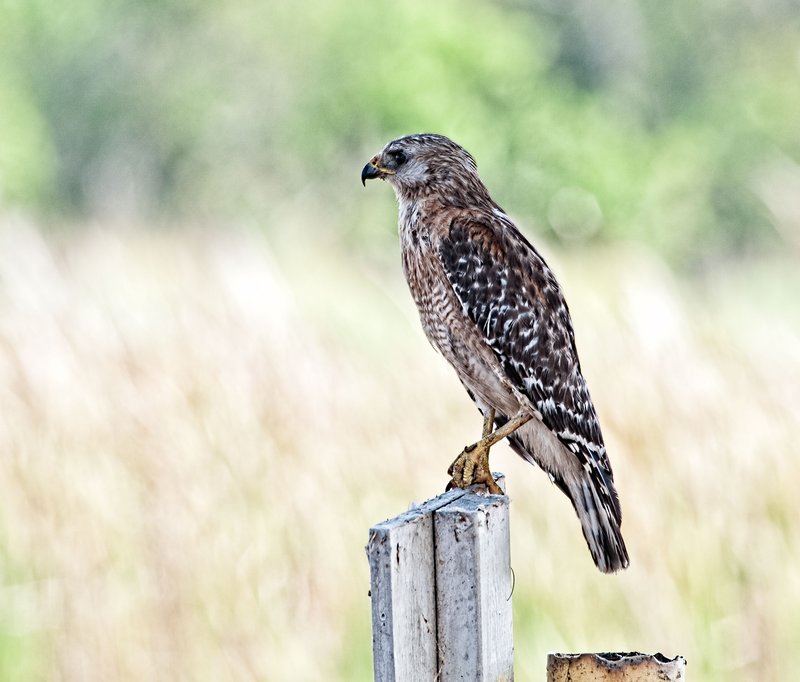 _IGP2430-Edit.jpg :: Everglades National Park 6-12-11