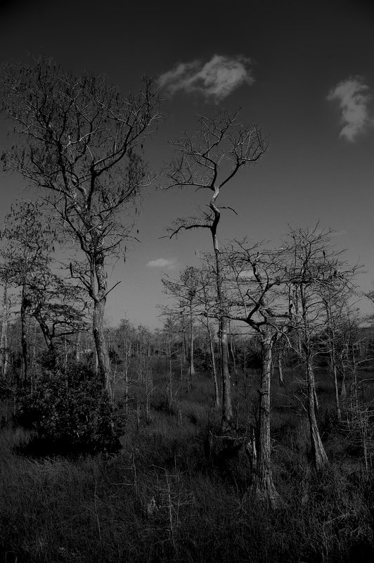 Big Cypress 1 BW.jpg