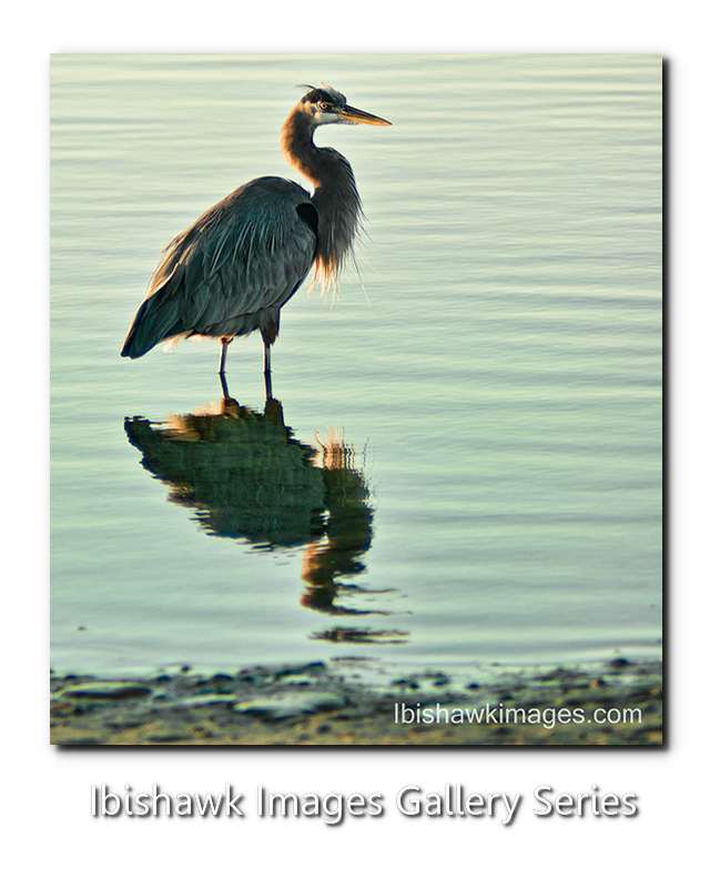 Great Blue Angry.jpg