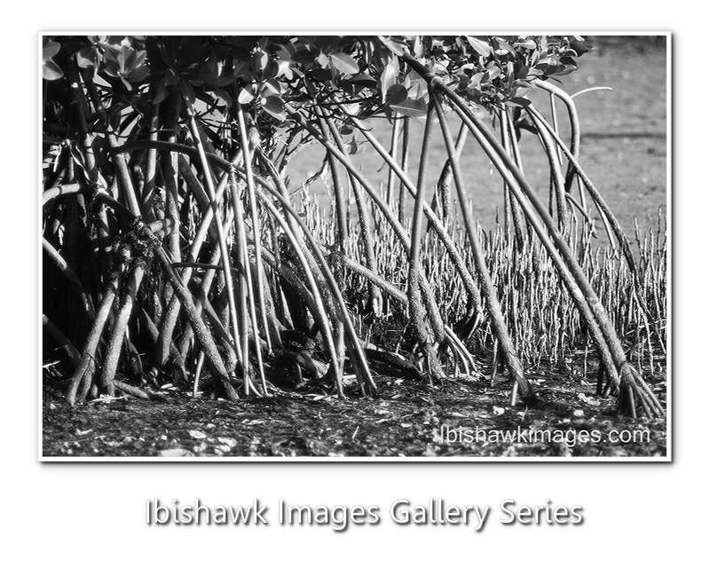 Mangroves BW.jpg