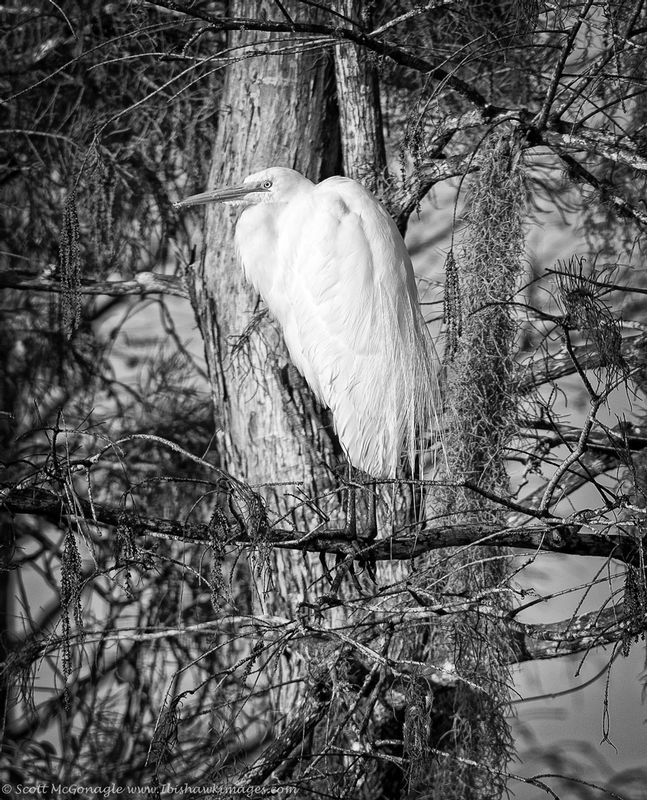 Everglades Bird BW1.jpg