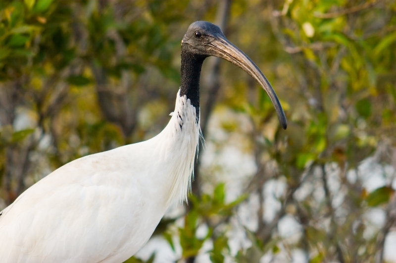 Australia 009.jpg :: A White Ibis of Australia against a lush green background
