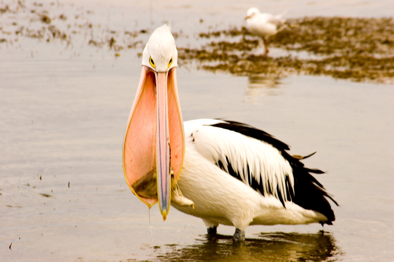 Australia 032.jpg :: An Australian Pelican eating a large chunk of fish
