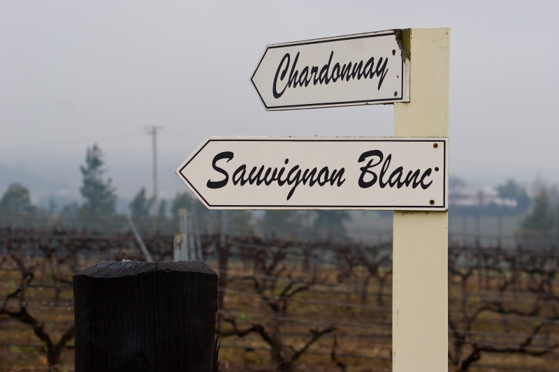 Australia 034.jpg :: Signs point out the vines in the Vineyard