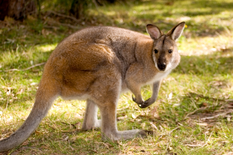Australia 036.jpg