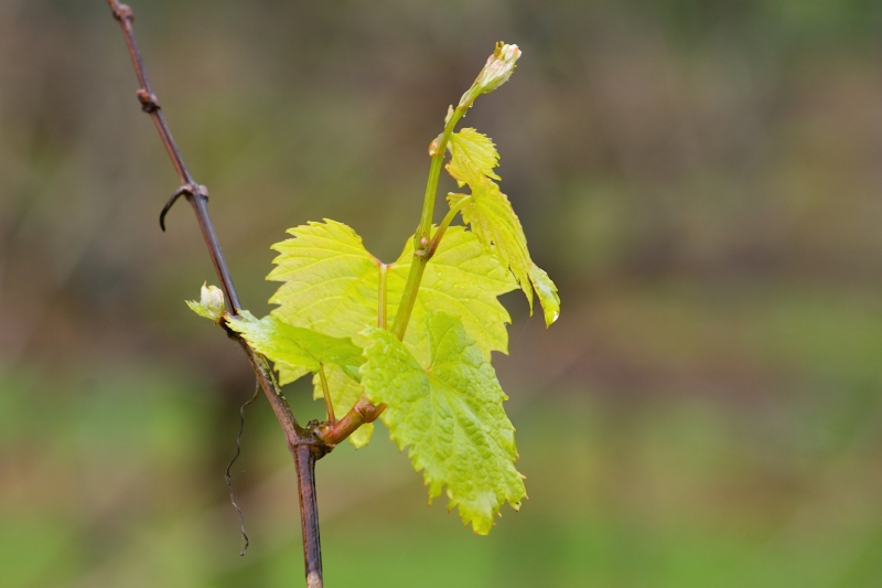 Australia 037.jpg :: The first new growth bursts into life on the vine