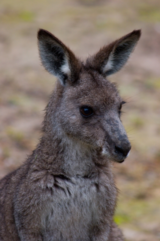 Australia 046.jpg :: A rather moth eaten looking Australian Wallaby