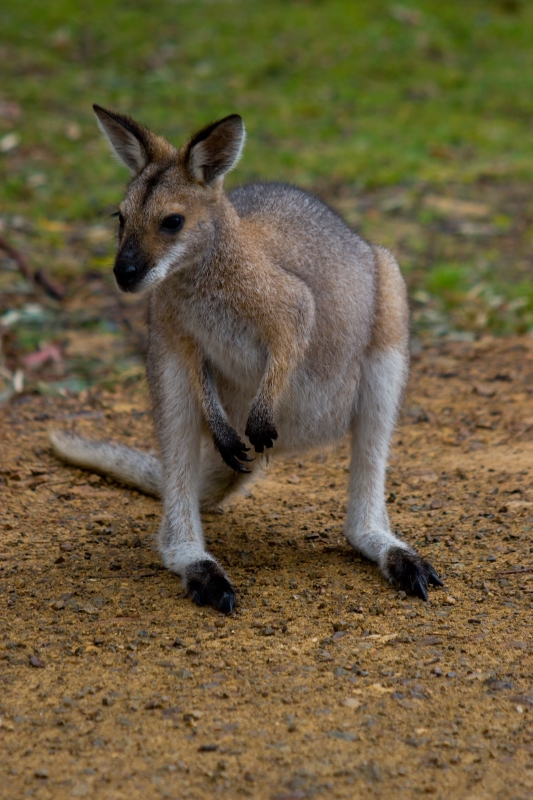 Australia 047.jpg :: An australian wallaroo, the small cousin of the kangaroo